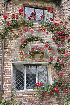 Red rose climbing up old cottage brick house with leaded windows UK