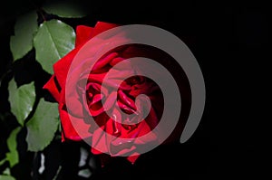 Red Rose Cloaked In Mysterious Shadow