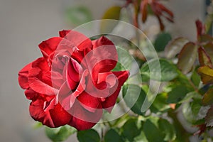 Red rose in clos up