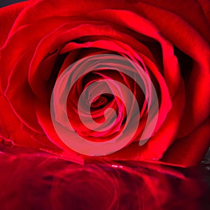 Red rose close up