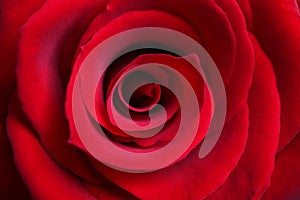 Red Rose close-up