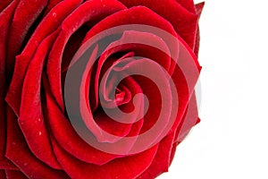 Red rose close up