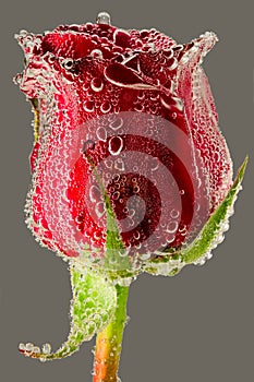 Red rose close up
