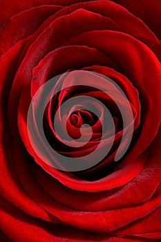 Red rose close up