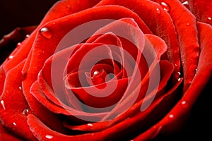 Red rose close up