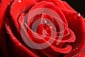 Red rose close up