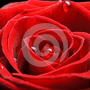 Red rose close up