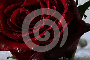 Red rose close-up abstract background