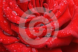 Red rose close-up as a background.