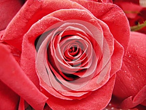Red rose close up photo