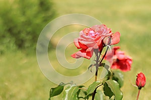 Red rose close up. Blooming rose bush photo