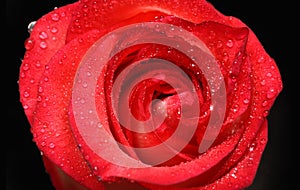 Red rose close-up with drops