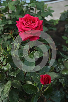 Red rose close up in the garden.