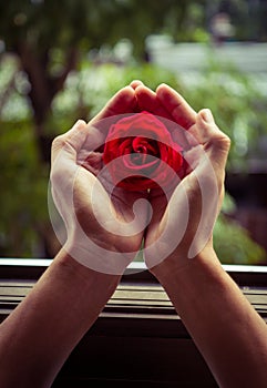Red rose close up on human hand vintage