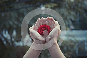 Red rose close up on human hand vintage