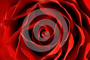 Red Rose close-up macro