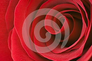 Red rose close up