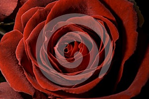 Red Rose Close Up