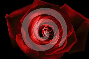 Red rose close up painted with lightstick