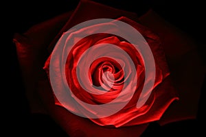 Red rose close up painted with lightstick