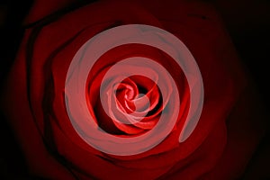 Red rose close up painted with lightstick