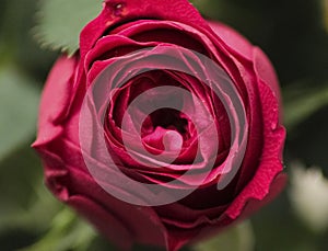 Red rose close-up