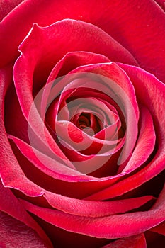 Red rose close up