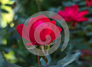 Red Rose Close Up - Variety Knockout