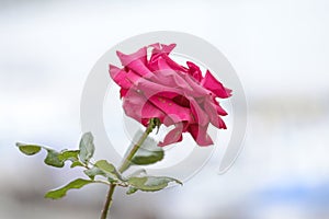 Red rose close-up. Winter on the coast