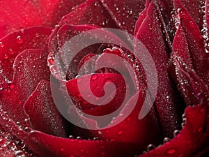 Red rose closeup background.