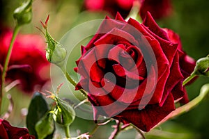 Red rose closeup background.