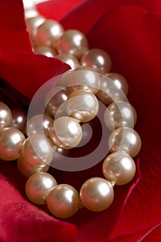 Red rose closeup background with pearls