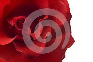 Red rose closeup isolated on white background