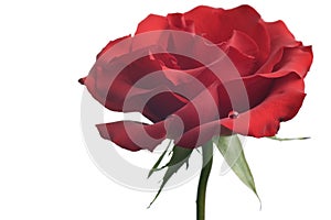 Red rose closeup isolated on white background