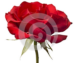 Red rose closeup isolated on white background