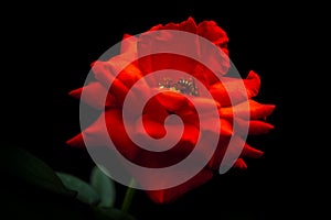 A red rose in closeup style