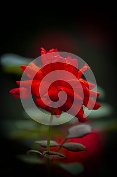 A red rose in closeup style