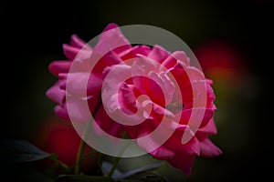 A red rose in closeup style