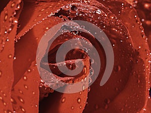 Red rose closeup with water drops