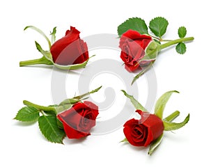 Red rose collection with leaves isolated on white background