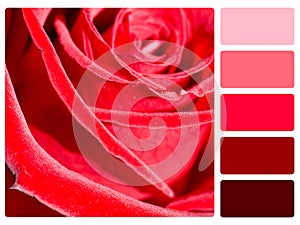 Red rose colour palette swatch