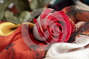 Red rose on colourful background