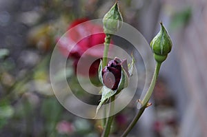 RED ROSE COVERED WITH DEW DRPS