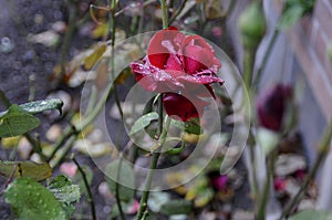 RED ROSE COVERED WITH DEW DRPS