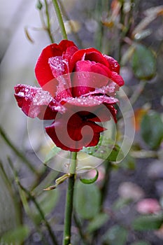 RED ROSE COVERED WITH DEW DRPS