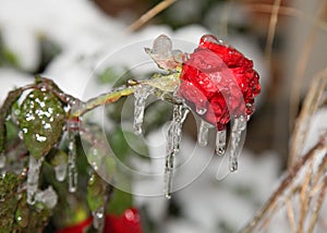 Red rose covered in ice from storm