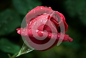 Red rose covered in morning dew drops
