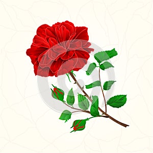 Red rose cracks in the porcelain vintage vector