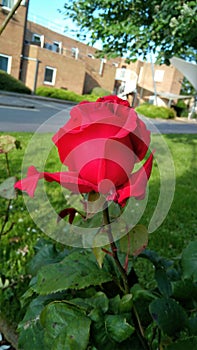 Red rose at Cranfied, England