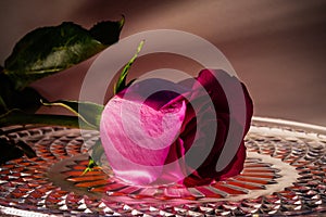 Red rose on a crystal tray with water droplets. Flower of love.